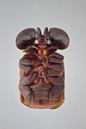  ( - DNA2424)  @11 [ ] CreativeCommons - Attribution Share-Alike (2025) Wendy Moore University of Arizona, Insect Collection