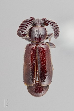  (Paussini - DNA6205)  @11 [ ] CreativeCommons - Attribution Share-Alike (2025) Wendy Moore University of Arizona, Insect Collection