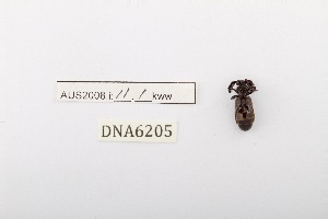  ( - DNA6205)  @11 [ ] CreativeCommons - Attribution Share-Alike (2025) Wendy Moore University of Arizona, Insect Collection