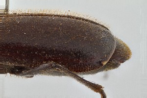  ( - DNA6226)  @11 [ ] CreativeCommons - Attribution Share-Alike (2025) Wendy Moore University of Arizona, Insect Collection