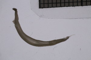  ( - CC00106)  @11 [ ] by-nc-sa (2024) Luis Martell University Museum of Bergen, Natural History Collections
