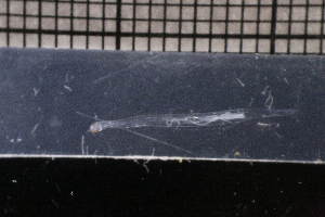  ( - CC00151)  @11 [ ] by-nc-sa (2024) Luis Martell University Museum of Bergen, Natural History Collections