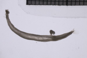  ( - CC00152)  @11 [ ] by-nc-sa (2024) Luis Martell University Museum of Bergen, Natural History Collections