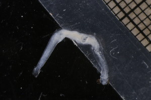  ( - CC00154)  @11 [ ] by-nc-sa (2024) Luis Martell University Museum of Bergen, Natural History Collections