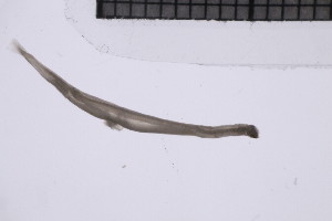  ( - CC00156)  @11 [ ] by-nc-sa (2024) Luis Martell University Museum of Bergen, Natural History Collections