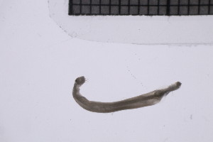  ( - CC00157)  @11 [ ] by-nc-sa (2024) Luis Martell University Museum of Bergen, Natural History Collections