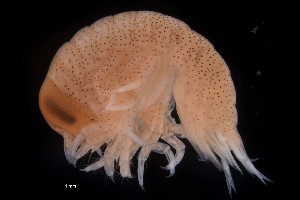  ( - PZ0009)  @11 [ ] by-nc-sa (2023) Luis Martell University Museum of Bergen, Natural History Collections