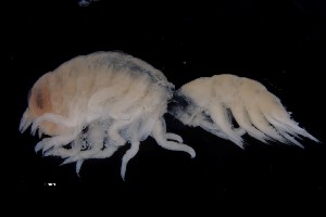  ( - PZ0045)  @11 [ ] by-nc-sa (2023) Luis Martell University Museum of Bergen, Natural History Collections