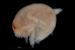  ( - PZ0053)  @11 [ ] by-nc-sa (2023) Luis Martell University Museum of Bergen, Natural History Collections