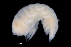  ( - PZ0065)  @11 [ ] by-nc-sa (2023) Luis Martell University Museum of Bergen, Natural History Collections