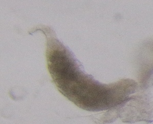  ( - PZ0070)  @11 [ ] by-nc-sa (2025) Luis Martell University Museum of Bergen, Natural History Collections