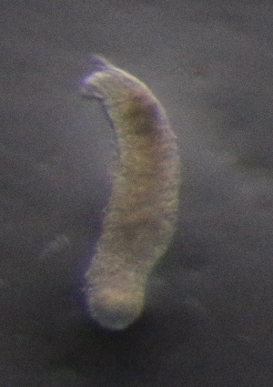  ( - PZ0081)  @11 [ ] by-nc-sa (2025) Luis Martell University Museum of Bergen, Natural History Collections