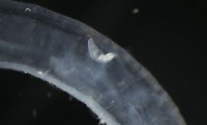  ( - PZ0145)  @11 [ ] by-nc-sa (2023) Luis Martell University Museum of Bergen, Natural History Collections
