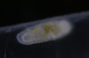  ( - PZ0153)  @11 [ ] by-nc-sa (2023) Luis Martell University Museum of Bergen, Natural History Collections