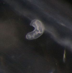  ( - PZ0157)  @11 [ ] by-nc-sa (2023) Luis Martell University Museum of Bergen, Natural History Collections