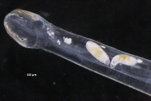  ( - PZ0163)  @11 [ ] by-nc-sa (2023) Luis Martell University Museum of Bergen, Natural History Collections