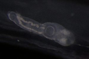  ( - PZ0178)  @11 [ ] by-nc-sa (2023) Luis Martell University Museum of Bergen, Natural History Collections