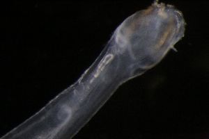  ( - PZ0184)  @11 [ ] by-nc-sa (2023) Luis Martell University Museum of Bergen, Natural History Collections