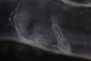  ( - PZ0187)  @11 [ ] by-nc-sa (2023) Luis Martell University Museum of Bergen, Natural History Collections