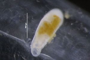  ( - PZ0191)  @11 [ ] by-nc-sa (2023) Luis Martell University Museum of Bergen, Natural History Collections