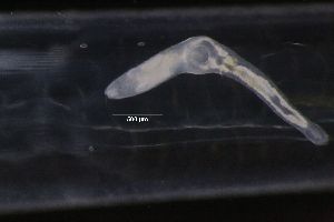  ( - PZ0194)  @11 [ ] by-nc-sa (2023) Luis Martell University Museum of Bergen, Natural History Collections
