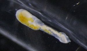  ( - PZ0197)  @11 [ ] by-nc-sa (2023) Luis Martell University Museum of Bergen, Natural History Collections