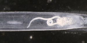  ( - PZ0199)  @11 [ ] by-nc-sa (2023) Luis Martell University Museum of Bergen, Natural History Collections