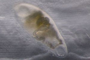  ( - PZ0202)  @11 [ ] by-nc-sa (2023) Luis Martell University Museum of Bergen, Natural History Collections