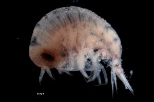  (Themisto sp - PZ0206)  @11 [ ] by-nc-sa (2023) Luis Martell University Museum of Bergen, Natural History Collections