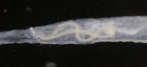  ( - PZ0207)  @11 [ ] by-nc-sa (2023) Luis Martell University Museum of Bergen, Natural History Collections