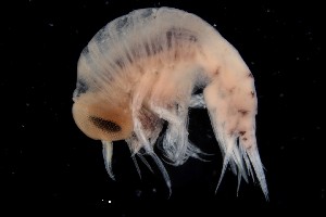  ( - PZ0210)  @11 [ ] by-nc-sa (2023) Luis Martell University Museum of Bergen, Natural History Collections