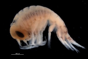 ( - PZ0211)  @11 [ ] by-nc-sa (2023) Luis Martell University Museum of Bergen, Natural History Collections