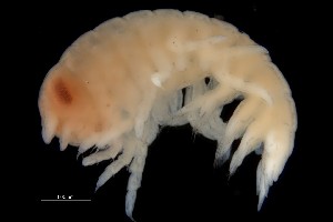  ( - PZ0237)  @11 [ ] by-nc-sa (2023) Luis Martell University Museum of Bergen, Natural History Collections