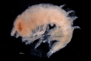  ( - PZ0239)  @11 [ ] by-nc-sa (2023) Luis Martell University Museum of Bergen, Natural History Collections