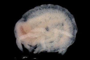  ( - PZ0241)  @11 [ ] by-nc-sa (2023) Luis Martell University Museum of Bergen, Natural History Collections
