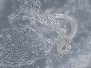  ( - PZ0250)  @11 [ ] by-nc-sa (2023) Luis Martell University Museum of Bergen, Natural History Collections