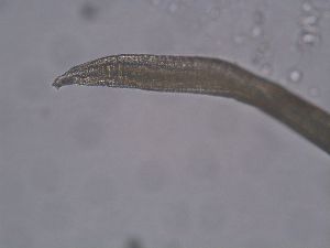  ( - PZ0254)  @11 [ ] by-nc-sa (2023) Luis Martell University Museum of Bergen, Natural History Collections