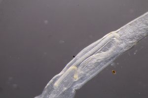  ( - PZ0364)  @11 [ ] by-nc-sa (2023) Luis Martell University Museum of Bergen, Natural History Collections