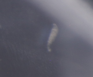  ( - PZ0394)  @11 [ ] by-nc-sa (2025) Luis Martell University Museum of Bergen, Natural History Collections