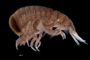  ( - PZ0417)  @11 [ ] by-nc-sa (2025) Luis Martell University Museum of Bergen, Natural History Collections