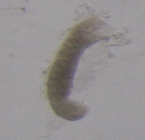  ( - PZ0430)  @11 [ ] by-nc-sa (2025) Luis Martell University Museum of Bergen, Natural History Collections