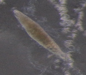  ( - PZ0463)  @11 [ ] by-nc-sa (2025) Luis Martell University Museum of Bergen, Natural History Collections