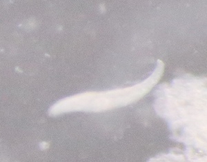  ( - PZ0469)  @11 [ ] by-nc-sa (2025) Luis Martell University Museum of Bergen, Natural History Collections