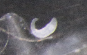  ( - PZ0476)  @11 [ ] by-nc-sa (2025) Luis Martell University Museum of Bergen, Natural History Collections