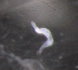  ( - PZ0618)  @11 [ ] by-nc-sa (2025) Luis Martell University Museum of Bergen, Natural History Collections