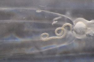  ( - PZ0639)  @11 [ ] by-nc-sa (2023) Luis Martell University Museum of Bergen, Natural History Collections