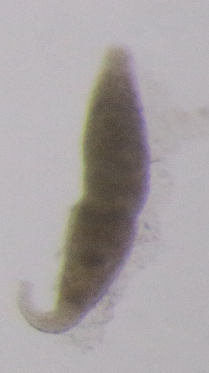  ( - PZ0652)  @11 [ ] by-nc-sa (2025) Luis Martell University Museum of Bergen, Natural History Collections