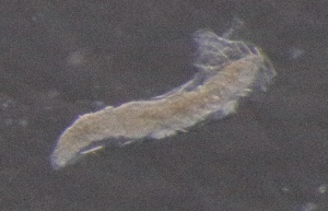  ( - PZ0653)  @11 [ ] by-nc-sa (2025) Luis Martell University Museum of Bergen, Natural History Collections