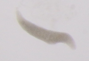  ( - PZ0718)  @11 [ ] by-nc-sa (2025) Luis Martell University Museum of Bergen, Natural History Collections