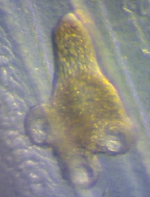  ( - PZ0725)  @11 [ ] by-nc-sa (2025) Luis Martell University Museum of Bergen, Natural History Collections